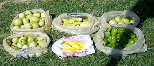 harvest