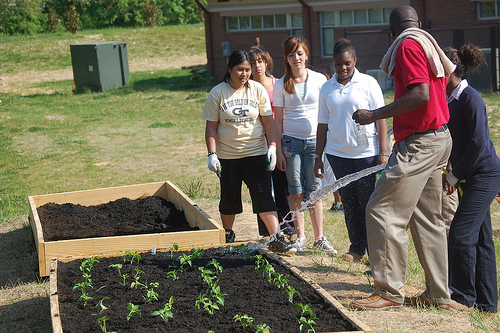 planting 3